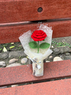 Classic Red Rose